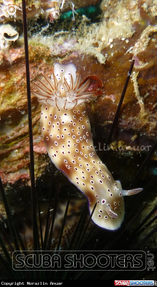 A Hypselodoris tryoni