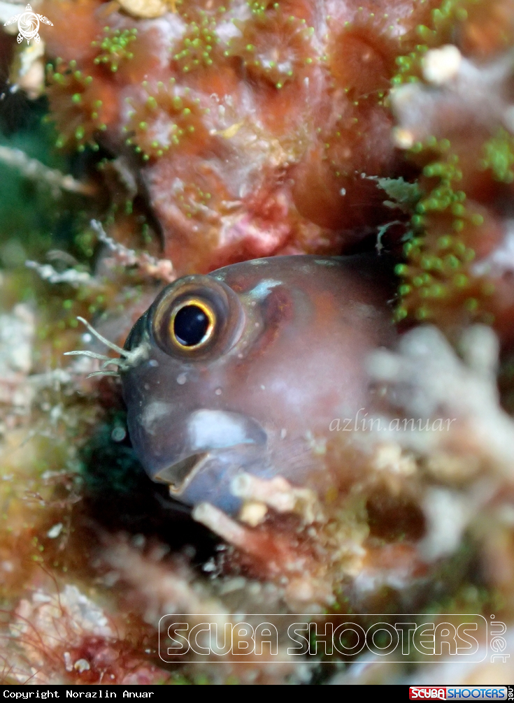 A Blennioidei