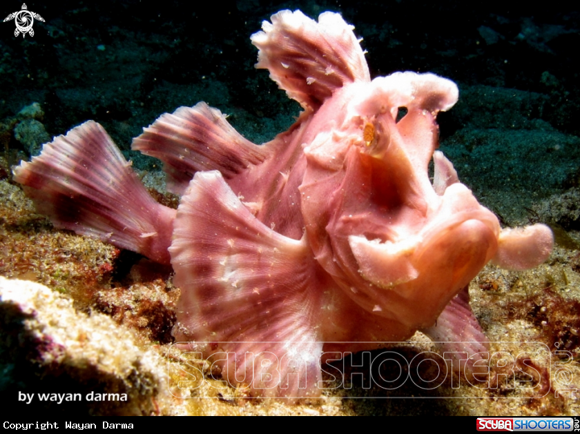 A rhinophias 