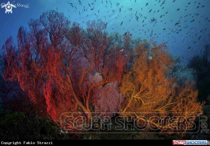 A Reefscape