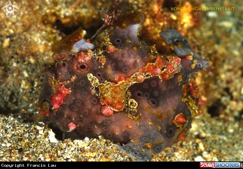 A Frogfish