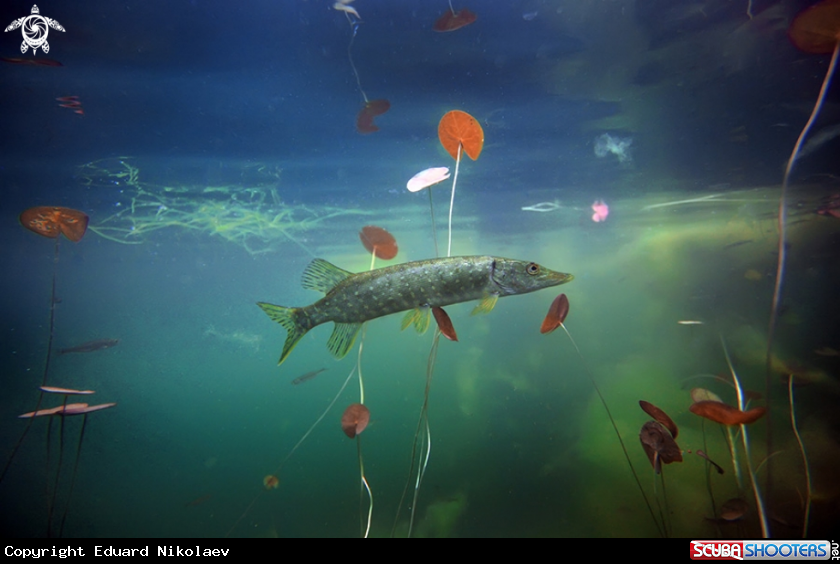 A underwater creature
