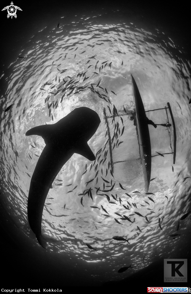 A Whale shark