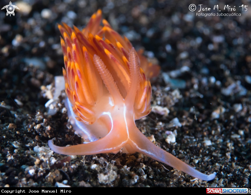 A Dondice Bayulensis