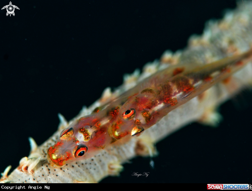 A Goby