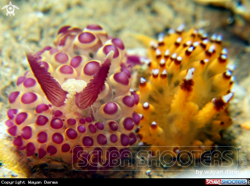 A Janolus sp and savinkini 