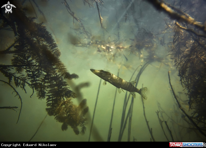 A underwater creature