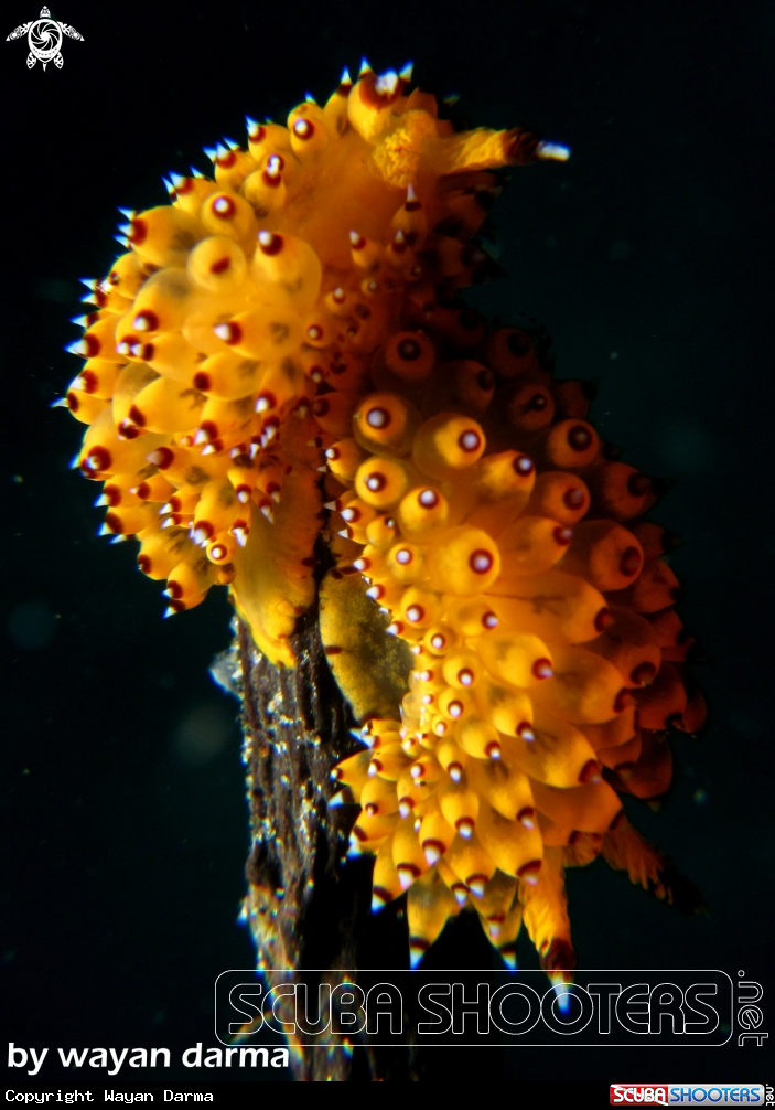 A Janolus sp