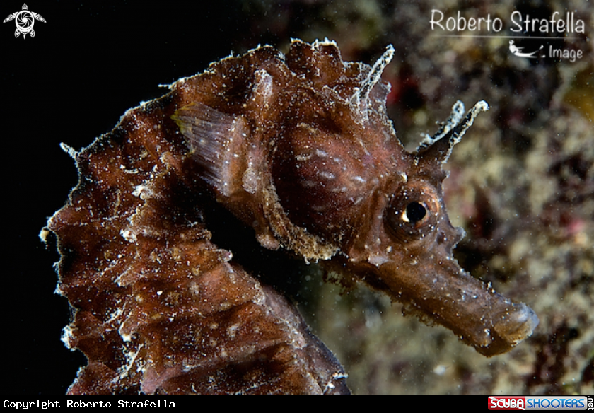 A Seahorse 