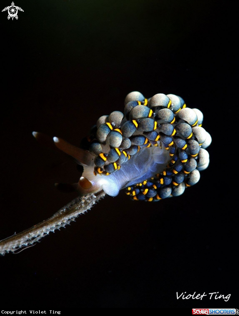 A Nudibranch