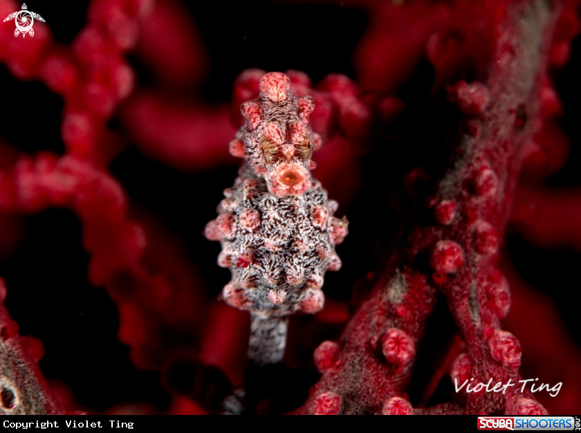 A Pymy Seahorse