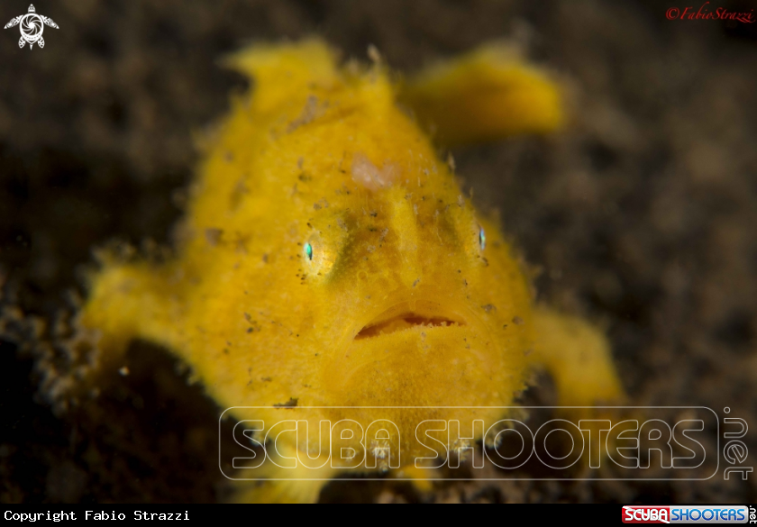A Frogfish 