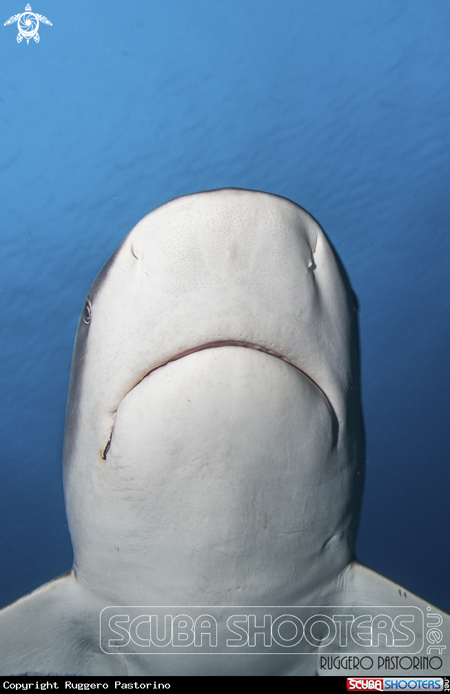 A Grey shark