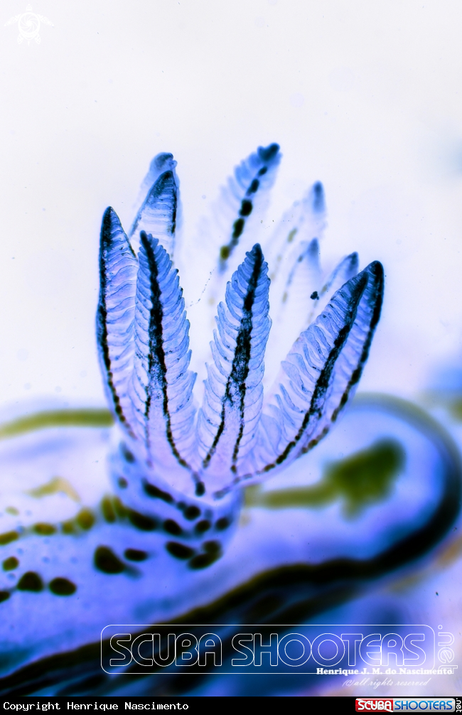 A Nudibranch