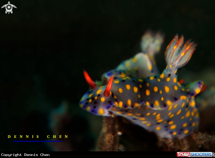 A Nudi