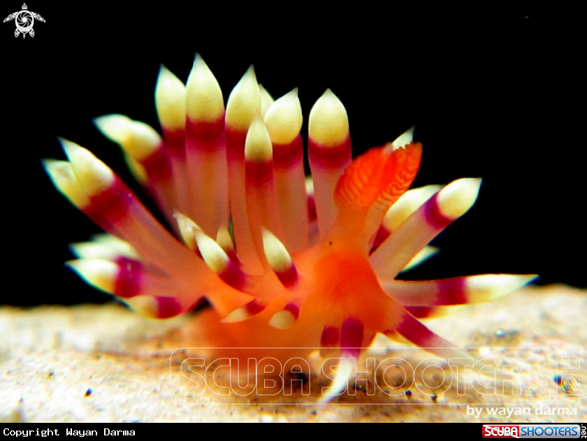 A Flabellina expotata 