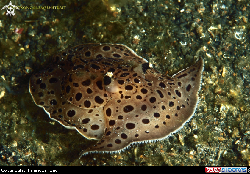 A Euselenops luniceps nudibranch