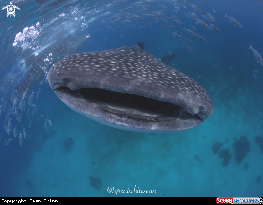 A Whale Shark