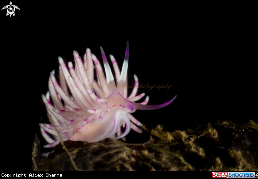 A unidentia angelvaldesi 