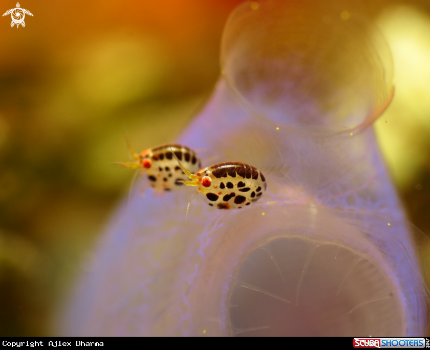 A amphipod 
