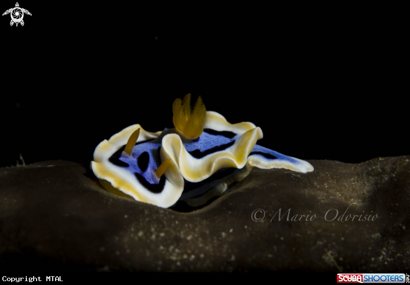 A underwater creature