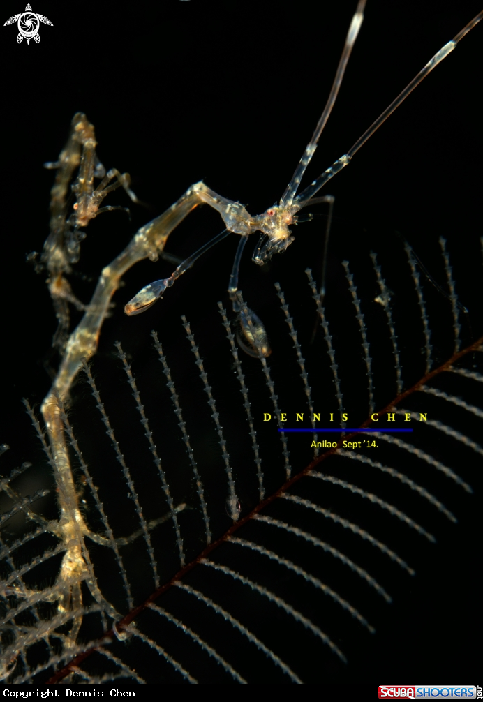 A Caprella sp