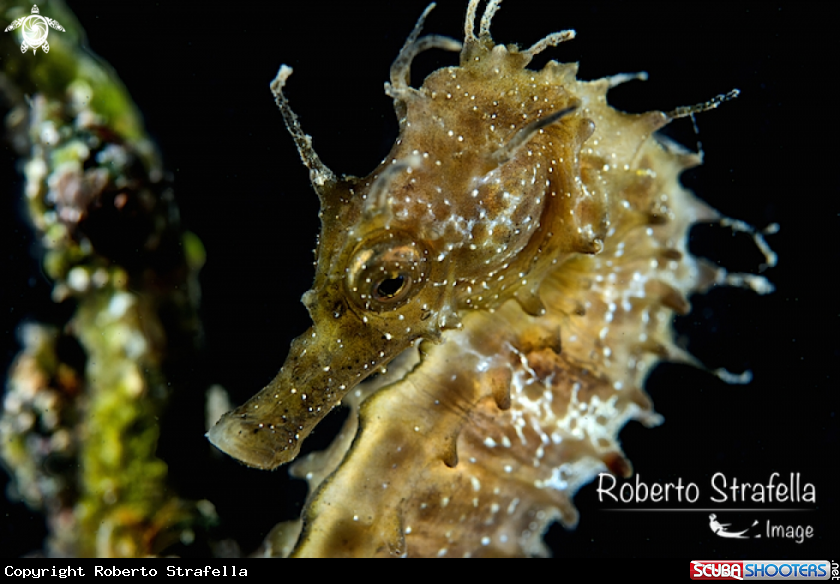 A Seahorse 