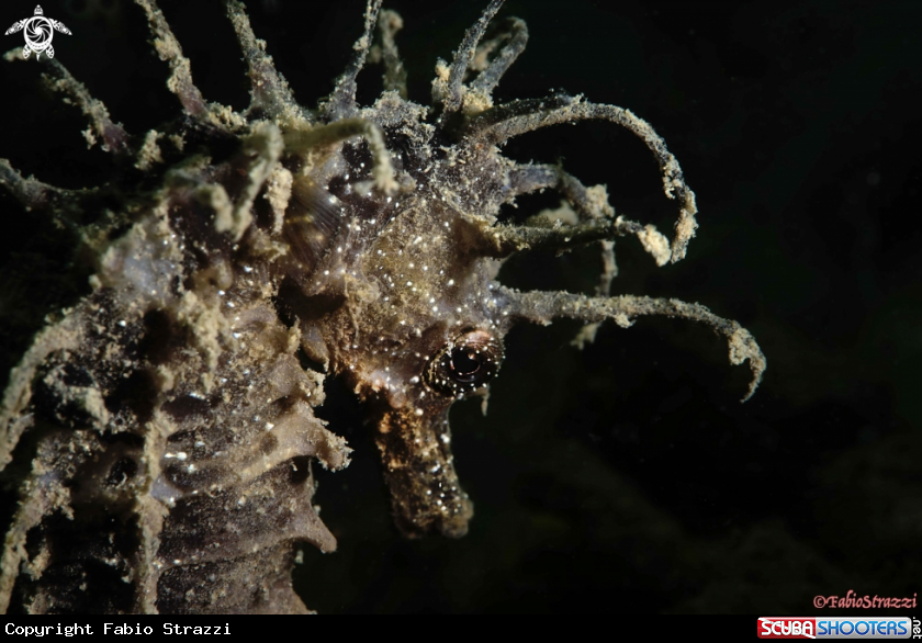 A Hippocampus guttulatus