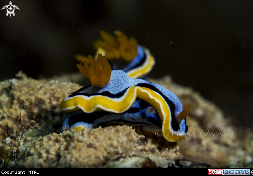 A underwater creature