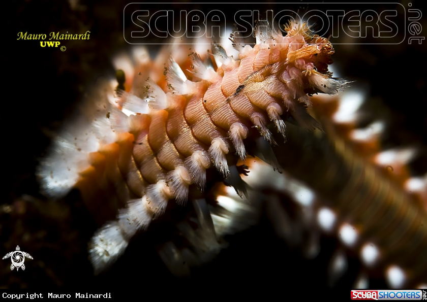 A Worm of fire