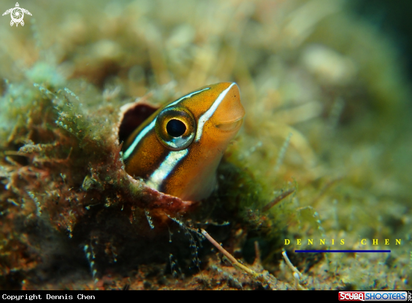 A Blenny 