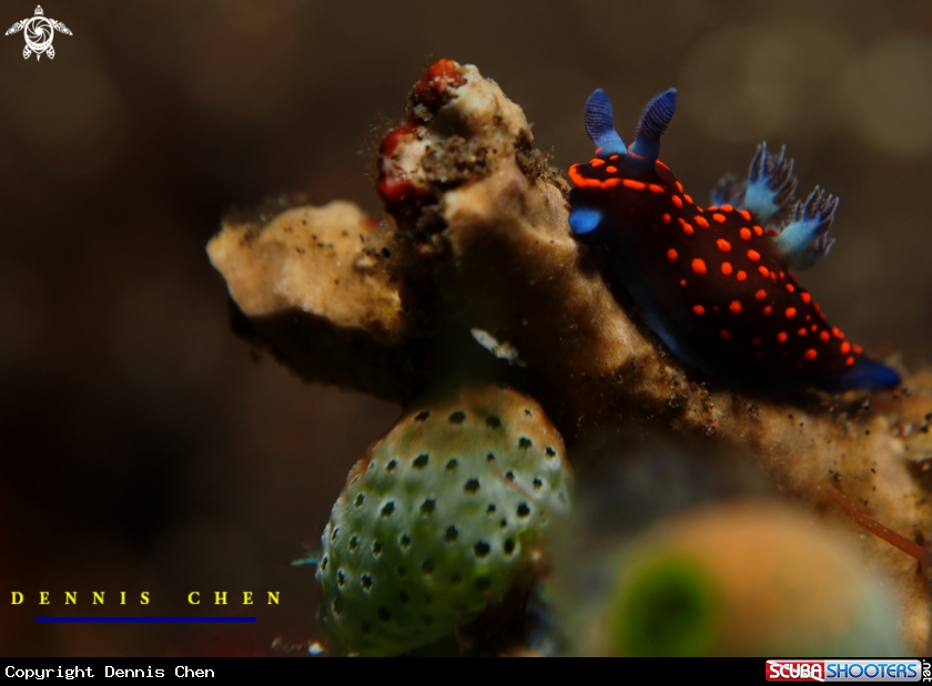 A Nembrotha sp