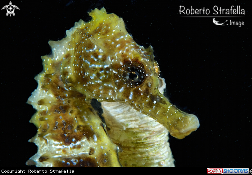 A Seahorse 