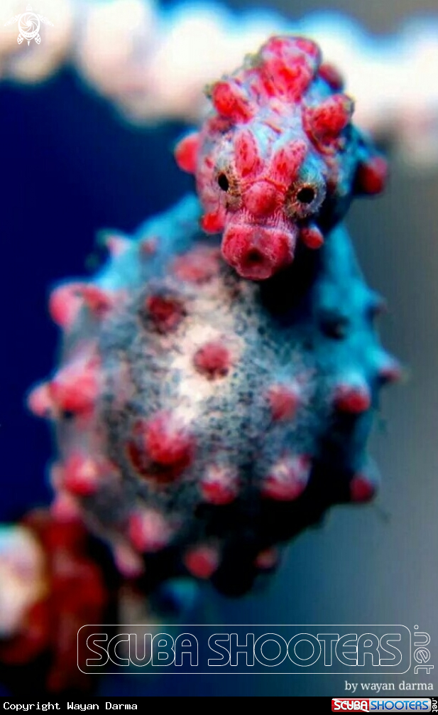 A Pigmy 