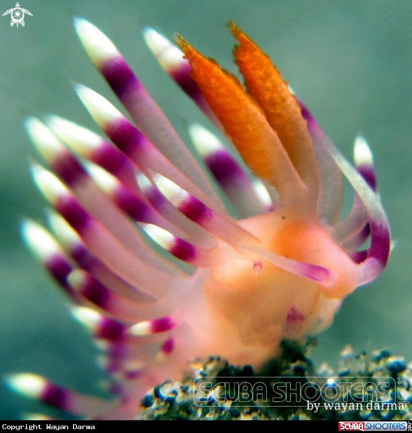 A Flabellina expotata 