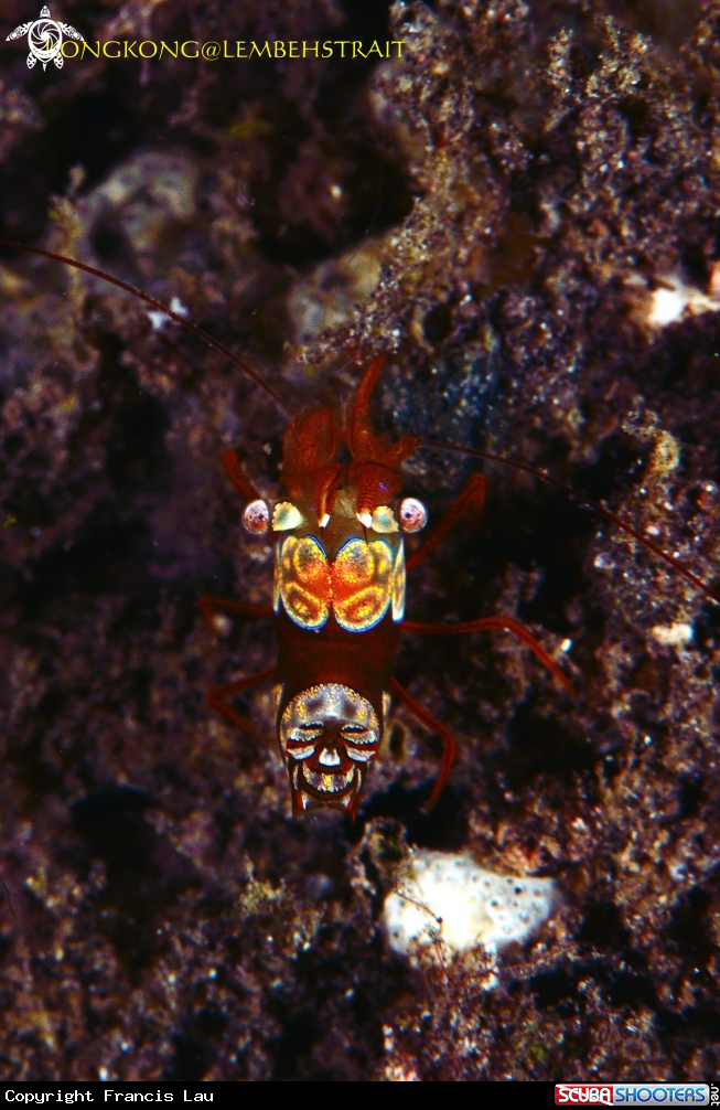 A Sexy Shrimp