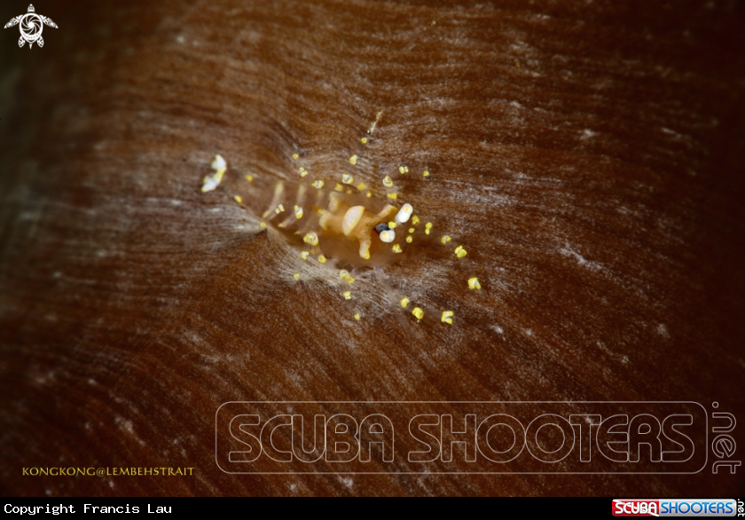 A Anemone shrimp