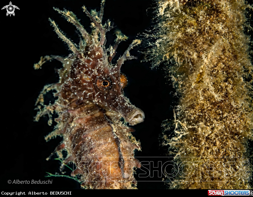 A Sea Horse