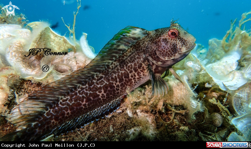 A Blennie pilicorne