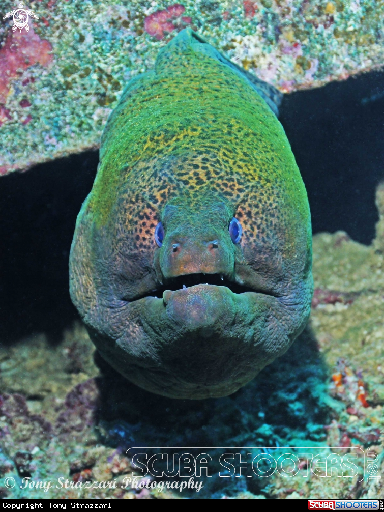 A Giant moray
