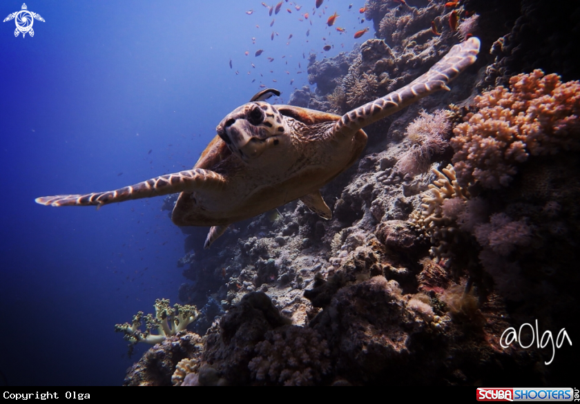 A Hawksbill Turtle