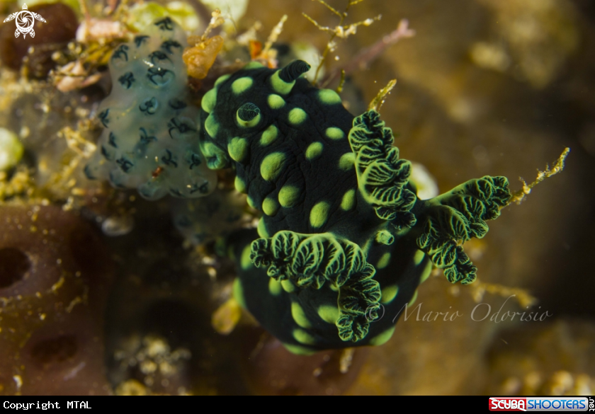 A underwater creature