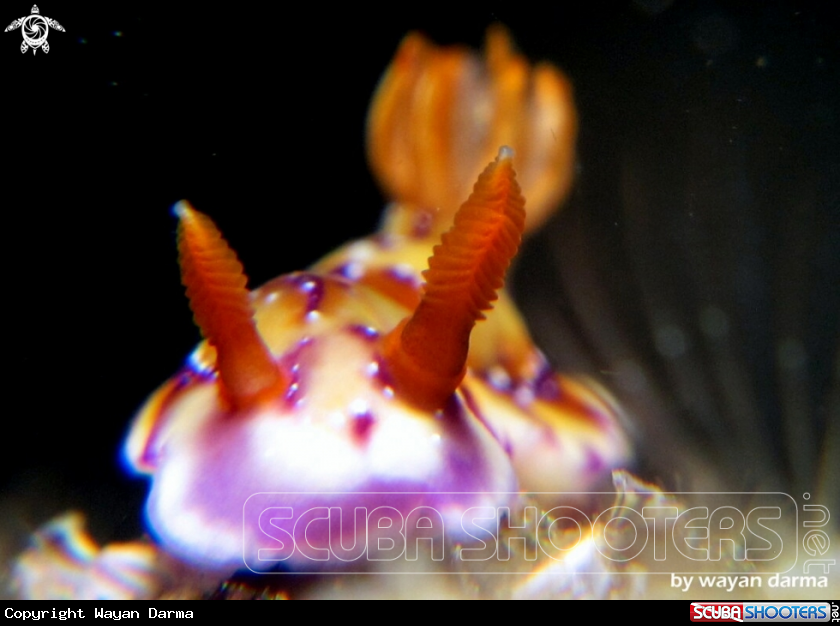 A Hypselodoris krakatoa 