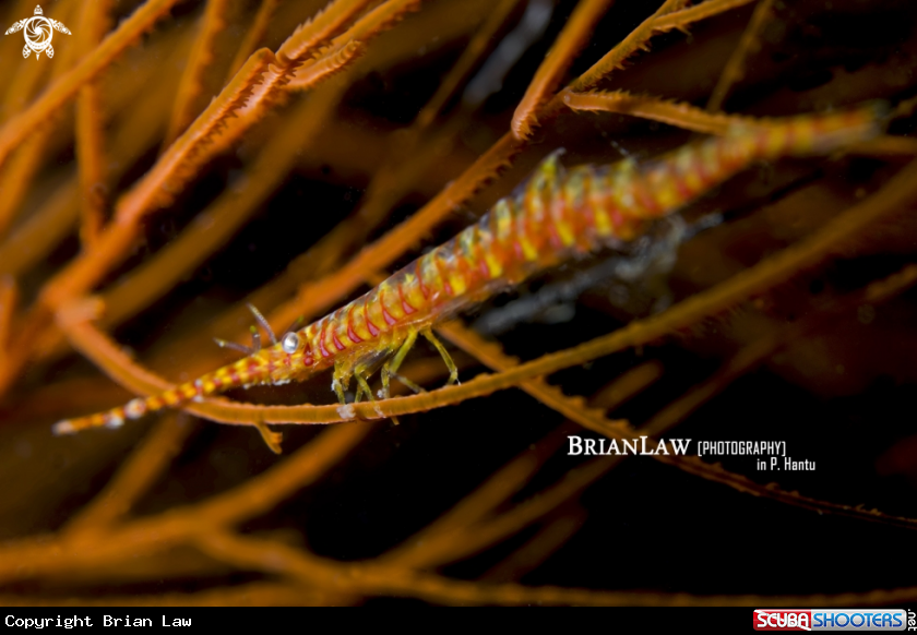 A Sawblade Shrimp