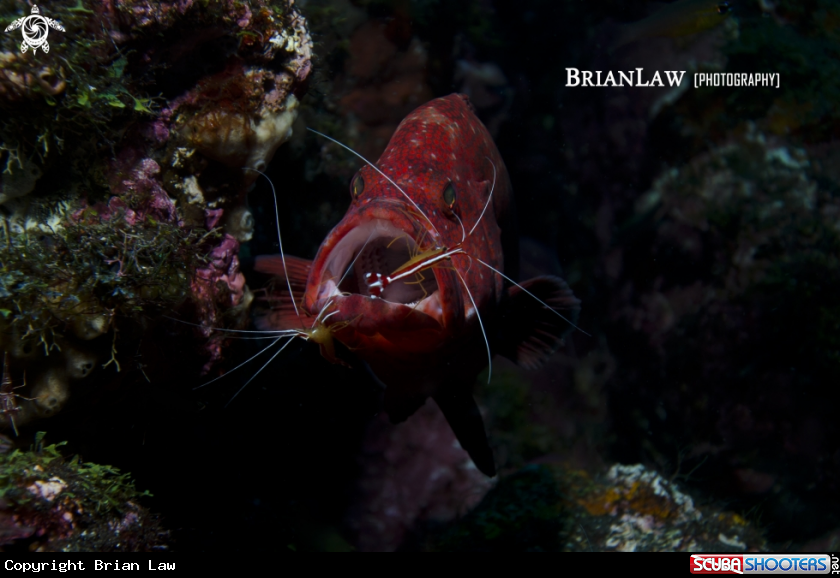 A Coral Trout with Commensal Shrimp