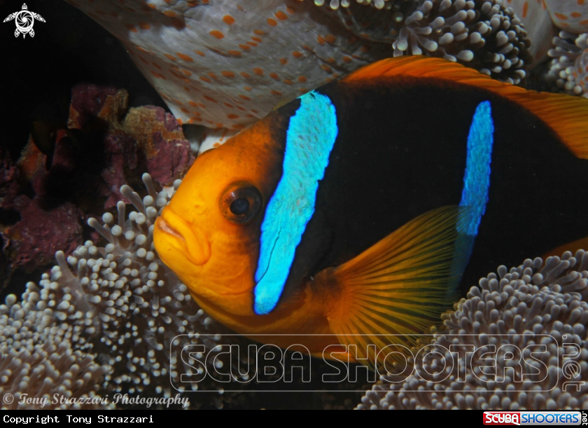 A Yellowtail clownfish