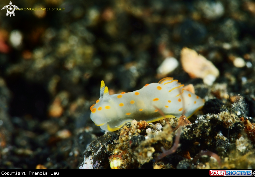 A Nudibranch