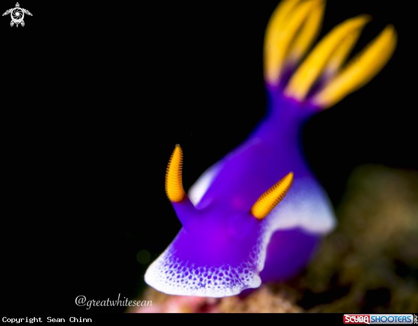 A Purple Nudibranch
