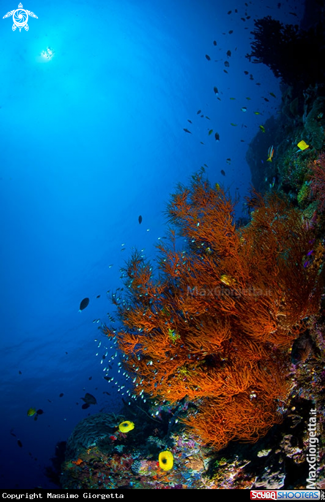 A black coral
