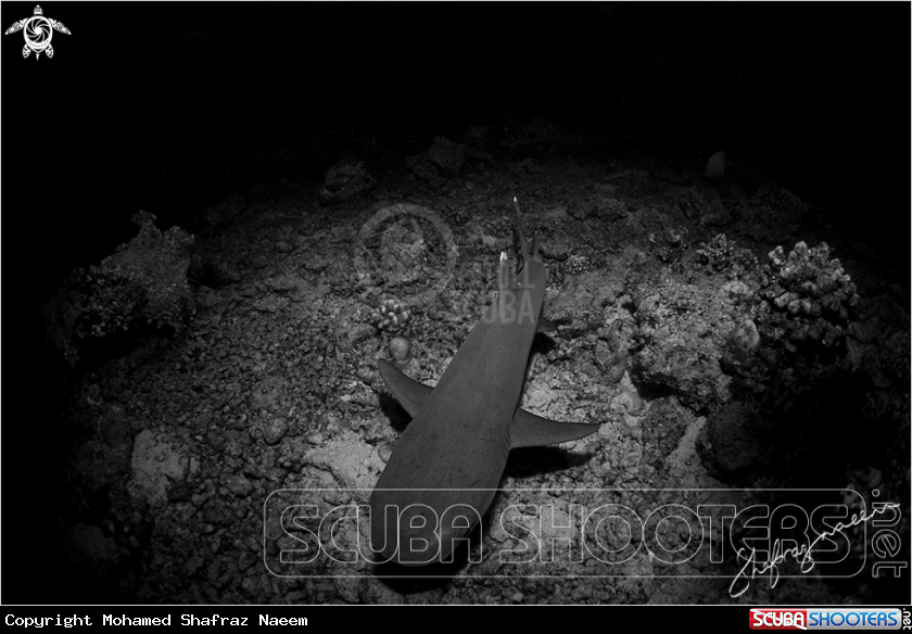 A White Tip Reef Shark